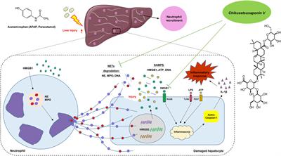 Modulation of HMGB1 Release in APAP-Induced Liver Injury: A Possible Strategy of Chikusetsusaponin V Targeting NETs Formation